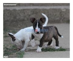 Mini Bull Terijer prelepi štenci - Fotografija 5/6