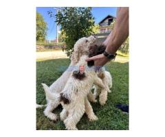 Lagotto Romagnolo, dostupni štenci - Fotografija 5/6