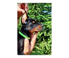 Doberman prelepi štenci - Fotografija 5/6