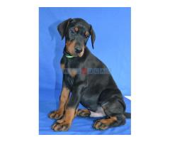 Doberman prelepi štenci - Fotografija 6/6