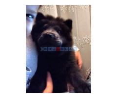 Chow-Chow muško štene - Fotografija 4/5