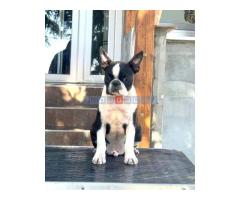 Boston terrier stenci