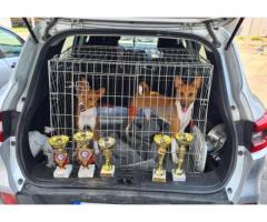 Basenji TOP musko stene