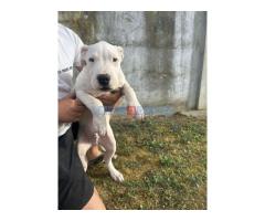 Stenci Dogo Argentino - Fotografija 1/5