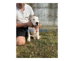 Stenci Dogo Argentino - Fotografija 4/5