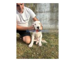 Stenci Dogo Argentino - Fotografija 5/5