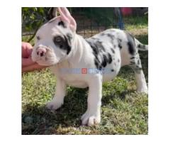 American Bully!!! - Fotografija 1/6