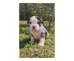 American Bully!!! - Fotografija 2/6