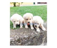 Labrador retriver štenci - Fotografija 5/5