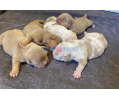 American bully pocket tri color merle