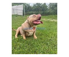 American bully pocket tri color merle