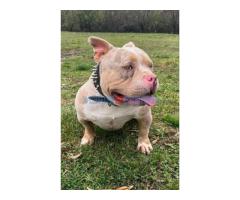 American bully pocket tri color merle