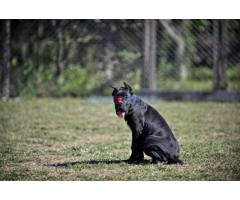 Cane Corso štenci - Fotografija 2/5