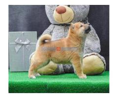 Štenci Shiba inu - Fotografija 5/6