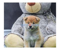 Štenci Shiba inu - Fotografija 6/6