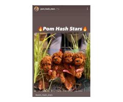 Najlepse bebe teddy bear toy pudle u Pom_Hash_Stars