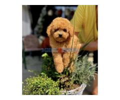 Najlepse bebe teddy bear toy pudle u Pom_Hash_Stars - Fotografija 5/6