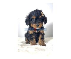 Cavapoo-kavapu (Cavalier + toy pudla)