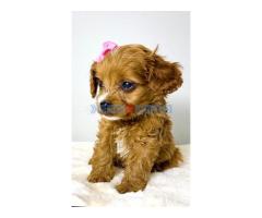 Cavapoo-kavapu (Cavalier + toy pudla)