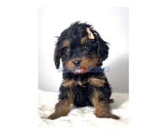 Cavapoo-kavapu (Cavalier + toy pudla) - Fotografija 4/6