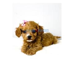 Cavapoo-kavapu (Cavalier + toy pudla) - Fotografija 6/6