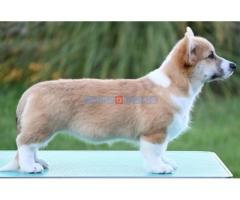 Velški korgi/Welsh Corgi Pembroke