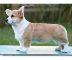 Velški korgi/Welsh Corgi Pembroke