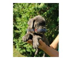 CANE CORSO štenci