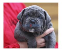 CANE CORSO štenci - Fotografija 5/5