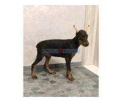 Doberman