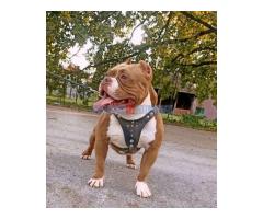 American bully pocket-Zamena