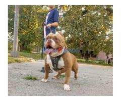 American bully pocket-Zamena