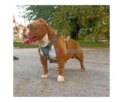 American bully pocket-Zamena - Fotografija 4/5