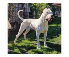 Dogo argentino štenci