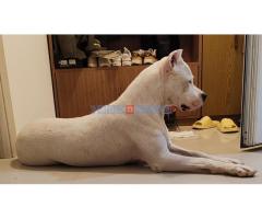 Dogo argentino štenci