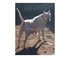 Dogo argentino štenci - Fotografija 6/6