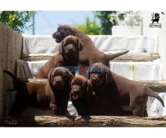 Labrador Retriver štenci, čokoladni