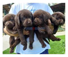 Labrador Retriver štenci, čokoladni - Fotografija 5/6