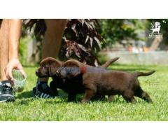 Labrador Retriver štenci, čokoladni - Fotografija 6/6