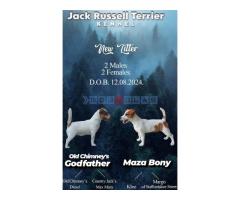 JACK RUSSELL TERIER Tarik i Troja