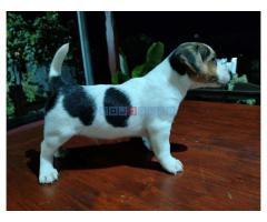 JACK RUSSELL TERIER Tarik i Troja