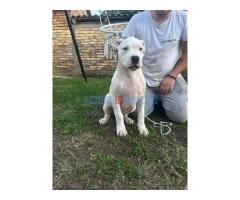 Stenci dogo argentino