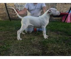 Stenci dogo argentino