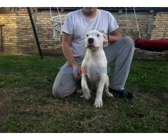 Stenci dogo argentino