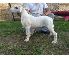 Stenci dogo argentino - Fotografija 4/5