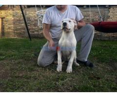 Stenci dogo argentino - Fotografija 5/5