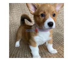 Pembroke Welsh Corgi štenci