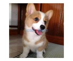 Pembroke Welsh Corgi štenci