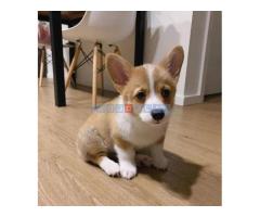 Pembroke Welsh Corgi štenci