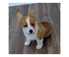 Pembroke Welsh Corgi štenci - Fotografija 6/6